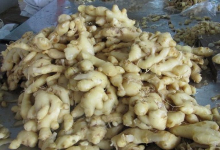 Commencement of an import risk analysis for the importation of fresh ginger from Fiji